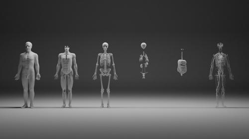 Male human with separated anatomical systems preview image